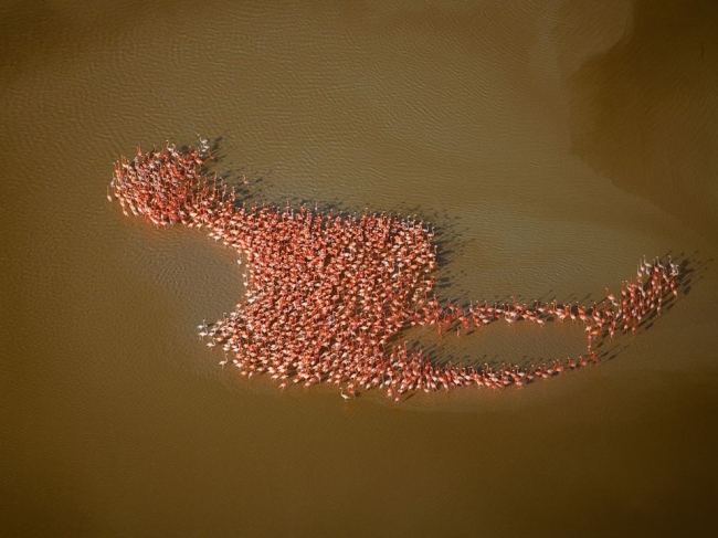 Flamongos in a flamingo-shaped formation